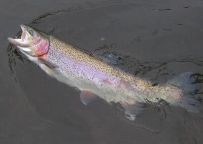 Trophy Fluss-Abschnitt Moldau 24