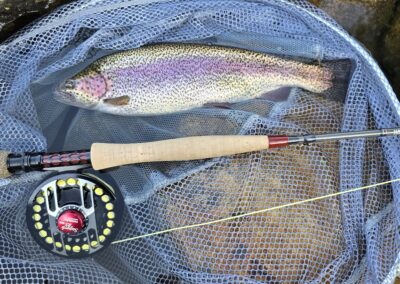 Rainbow aus der Moldau gefangen mit der Trockenfliege