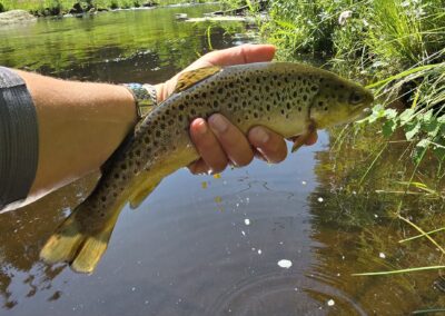 Wilde brown trout