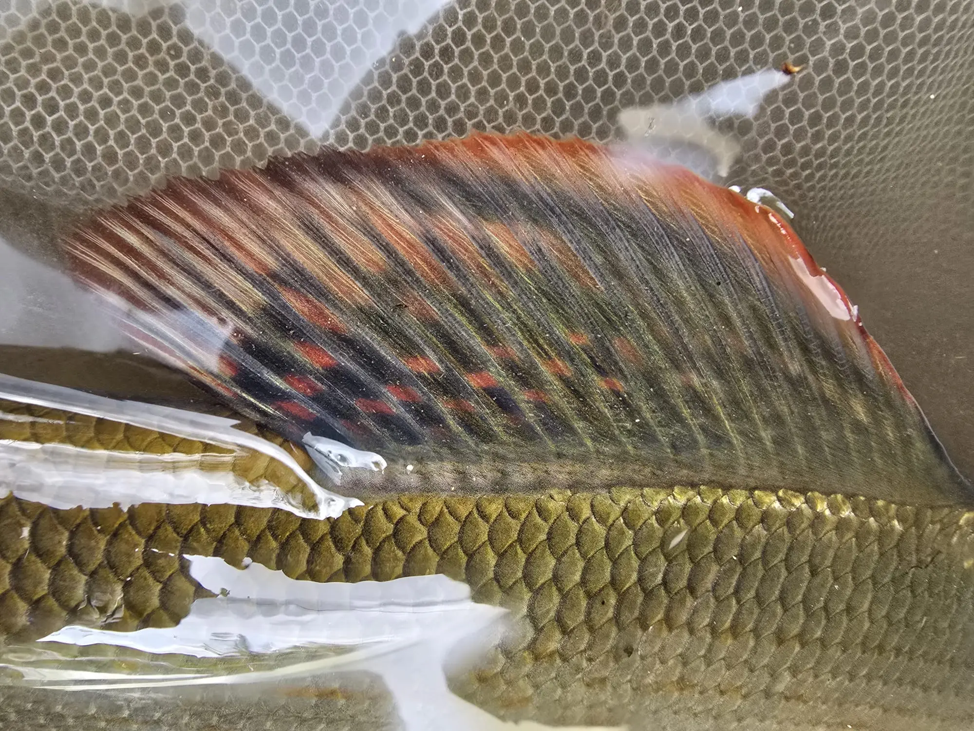 Äschenfischen mit der Fliege – Wie fängt man Äschen?