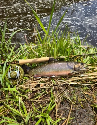 Caught brook trout lying on grassy bank beside a fishing rod and reel by the water edge.