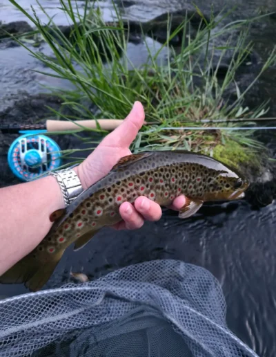 Person holding a brown trout with red spots over a net, by a rocky riverbank; fishing rod and reel visible in background.