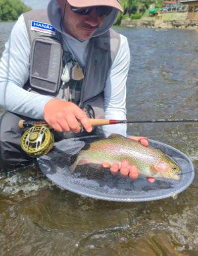 Zauberhafte Färbung einer gefangenen Regenbogenforelle an der Moldau in Tschechien.