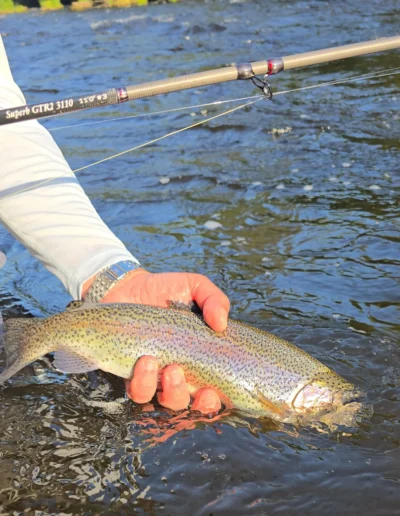 In den frühen Stunden gefangene Regenbogenforelle an der Moldau in Tschechien