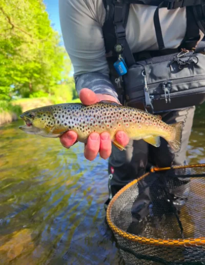 Regenbogenforelle mit roten und schwarzen Punkten, von einem Fischer über einem sonnigen Fluss gehalten; der Fischer trägt eine Angelweste und Wathosen, ein Kescher liegt in der Nähe.