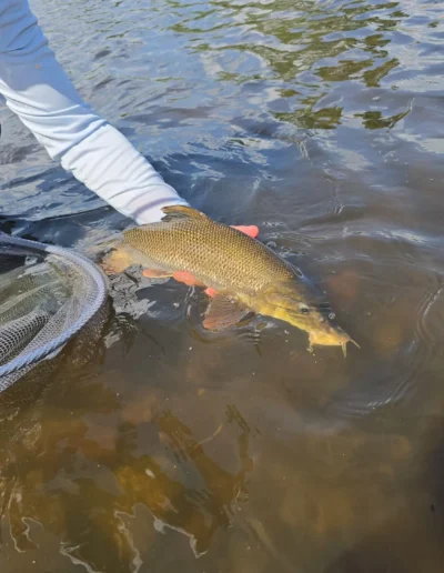 Person in a light blue sleeve holds a golden-brown fish in shallow river water with a net nearby.