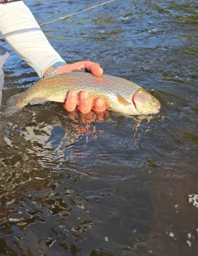 Angler's hand holding a rainbow trout in a shallow river with a fishing rod visible in the background.